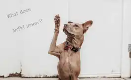 AirPriというアプリについて聞いている犬