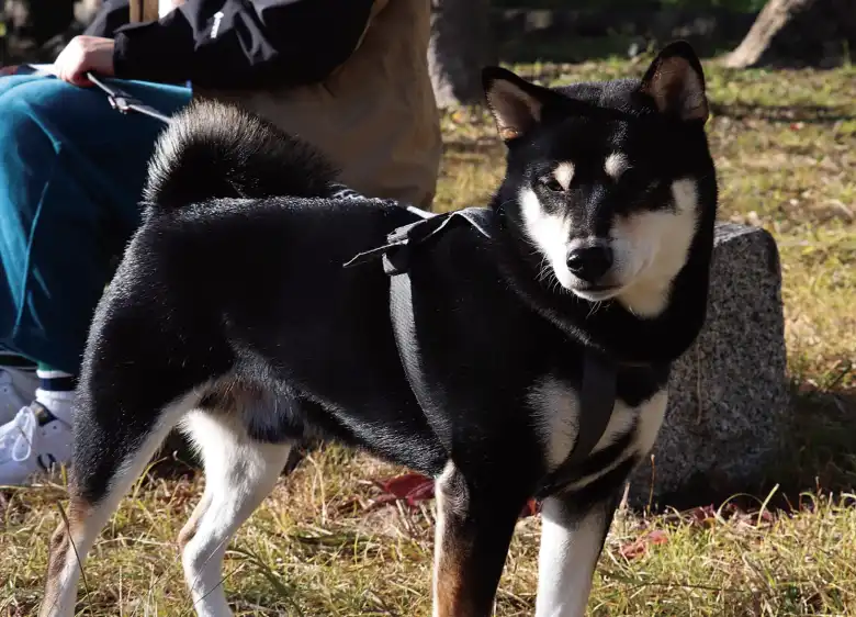 坂口楓華選手が飼っている犬