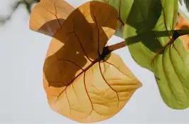 デザインの透明度を調整しているイメージ