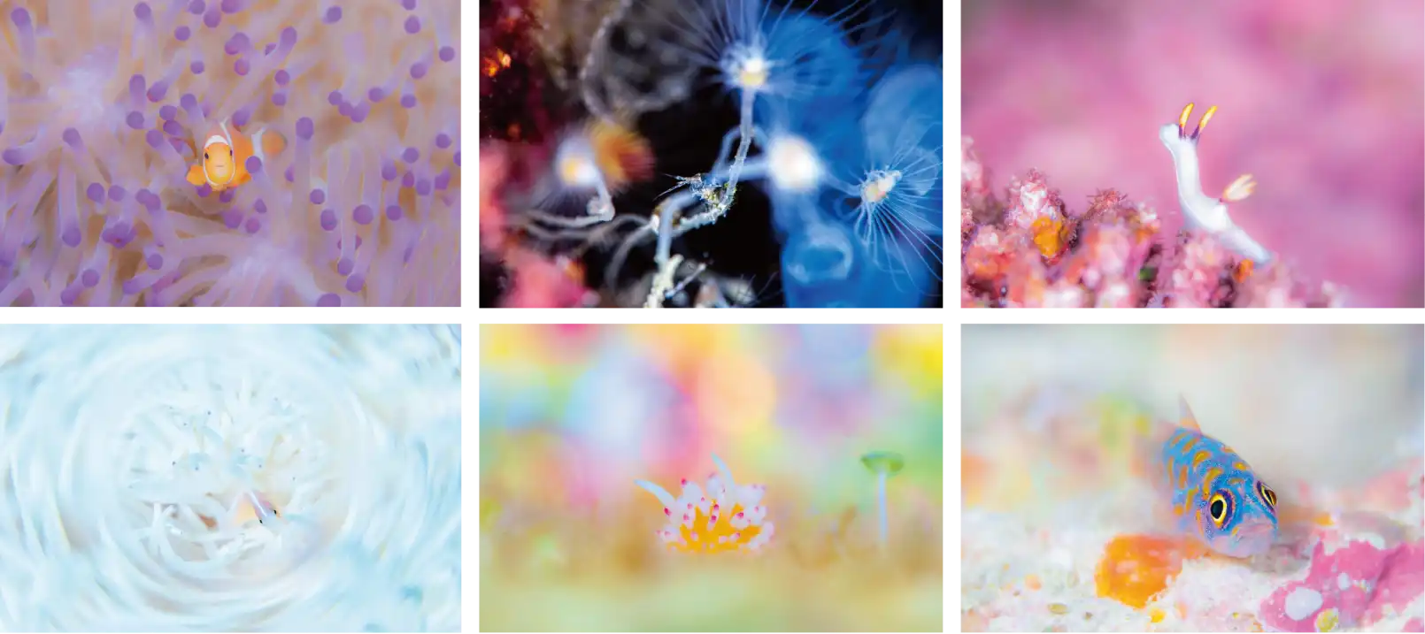 umi.photoさんが撮影した写真