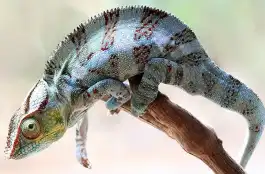 色々な色に変えられるイメージ
