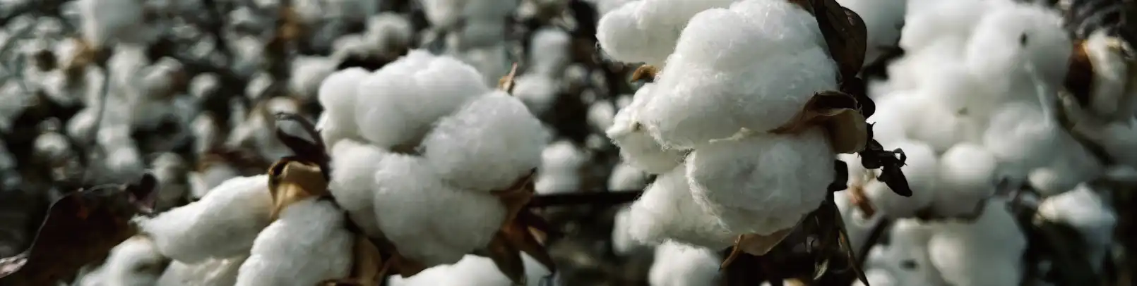 Tシャツ生地の素材になる綿